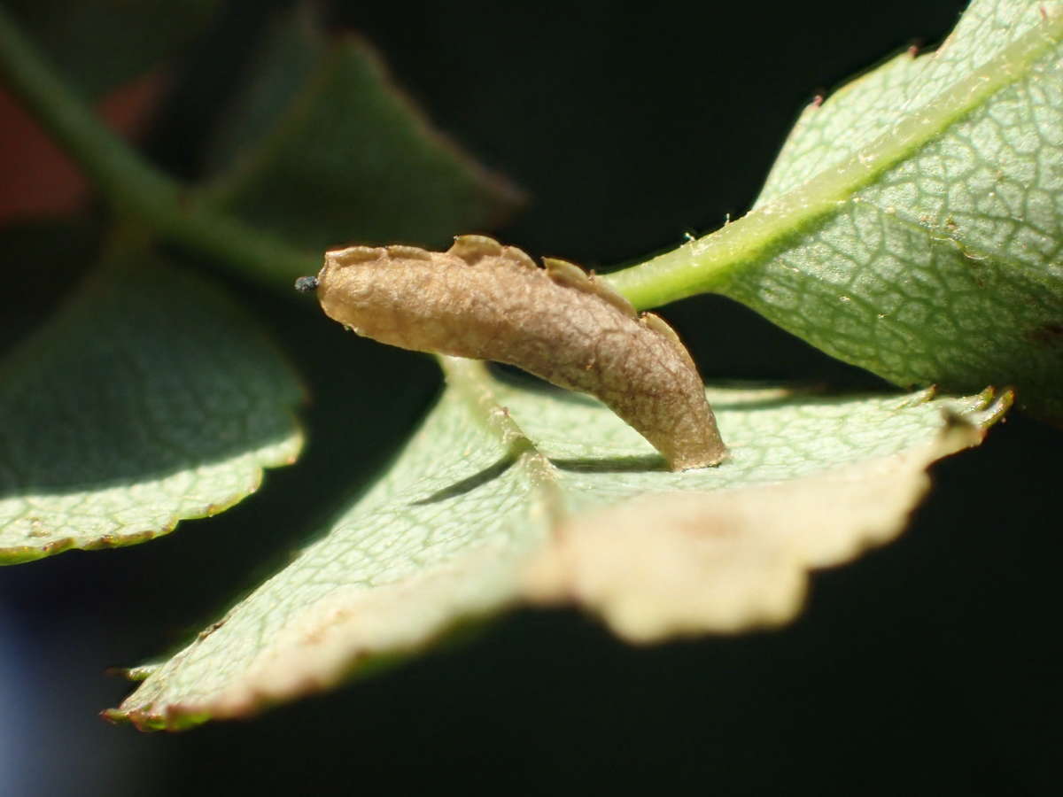 Rose Case-bearer (Coleophora gryphipennella) photographed in Kent by Dave Shenton 