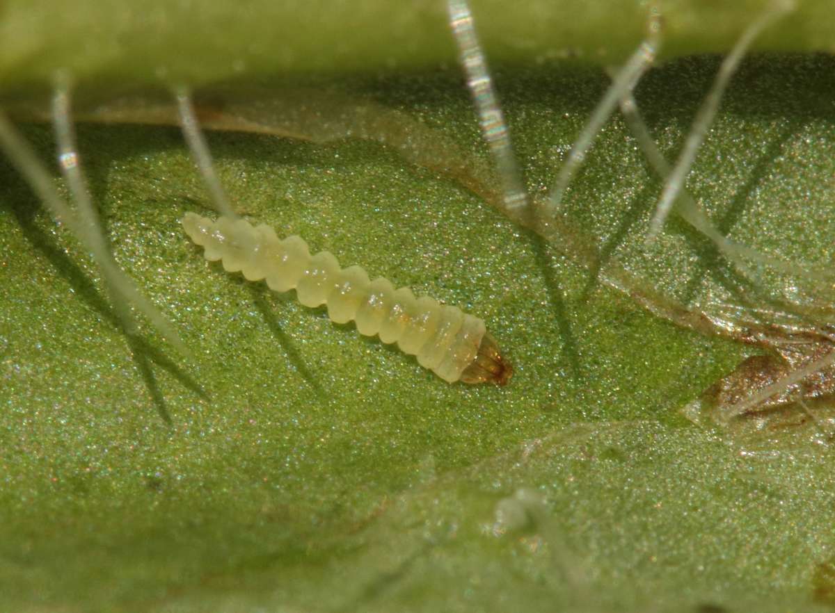 Echium Leaf-miner (Dialectica scalariella) photographed in Kent by Will Langdon 