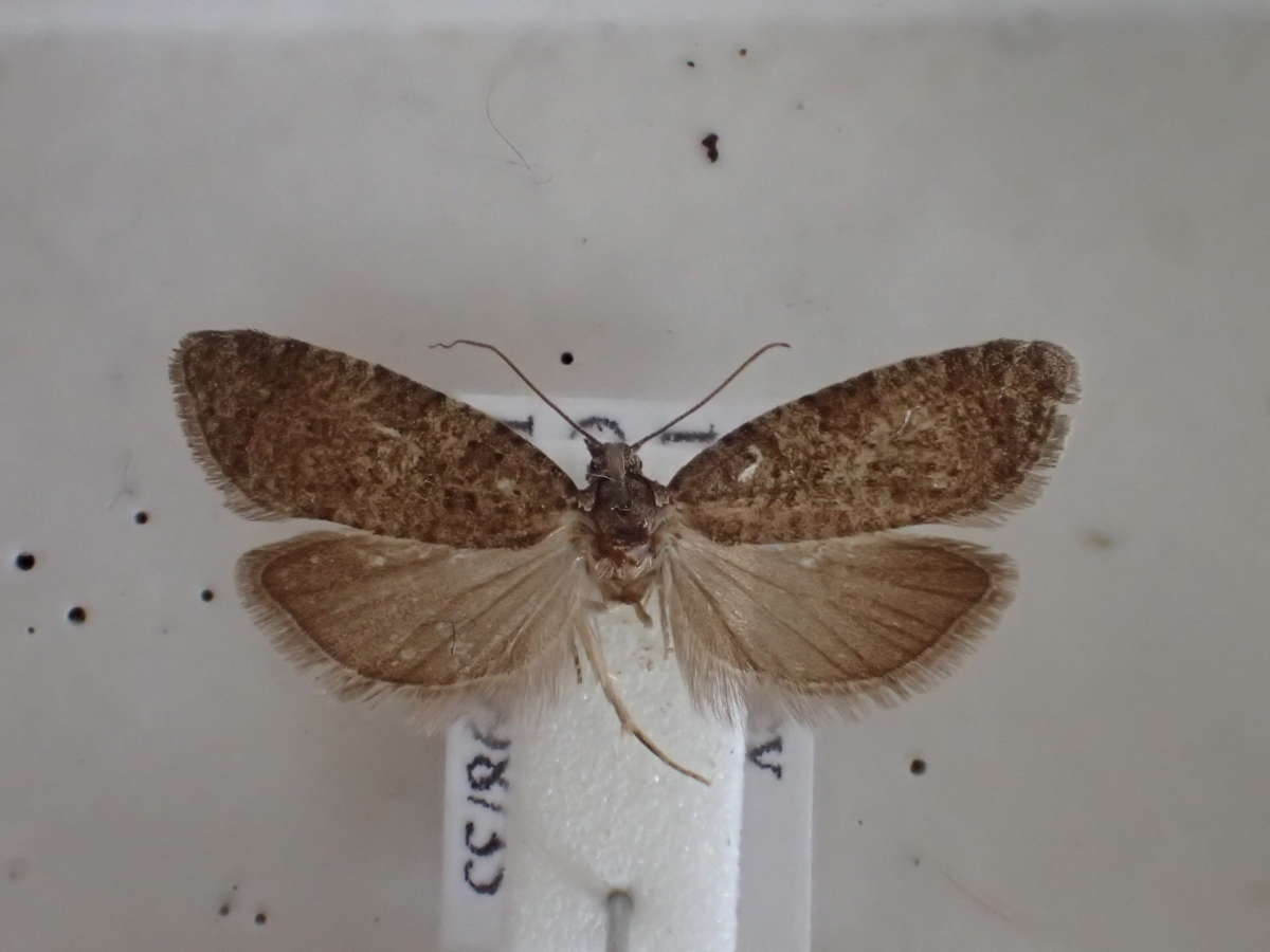 Flax Tortrix (Cnephasia asseclana) photographed in Kent by Dave Shenton 