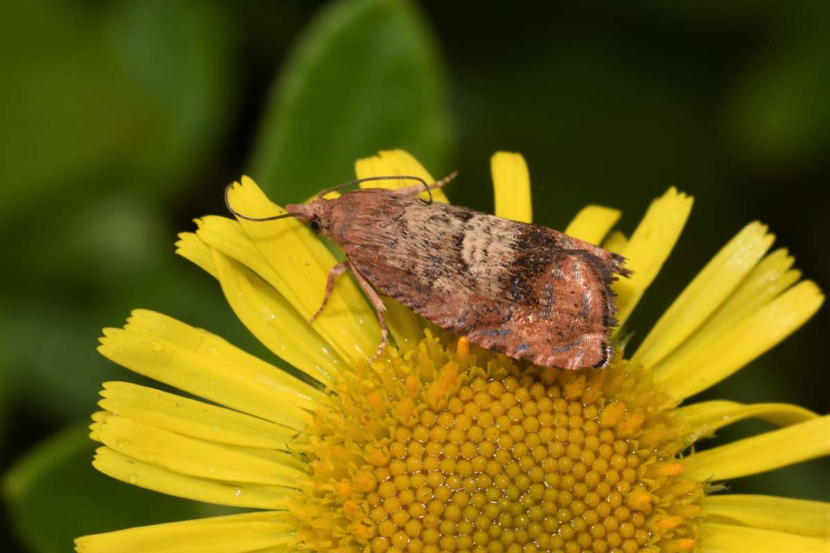 Vagrant Piercer (Cydia amplana) photographed in Kent by Antony Wren