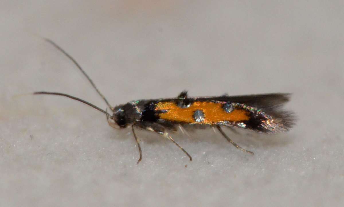 Lime Cosmet (Chrysoclista linneella) photographed in Kent by Alan Stubbs