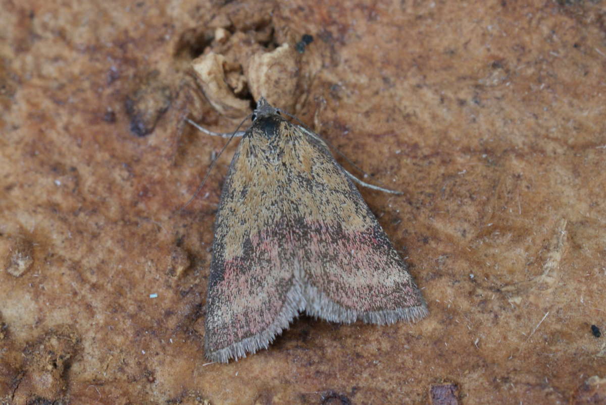 Small Purple-barred (Phytometra viridaria) photographed at Bonsai Bank  by Dave Shenton 