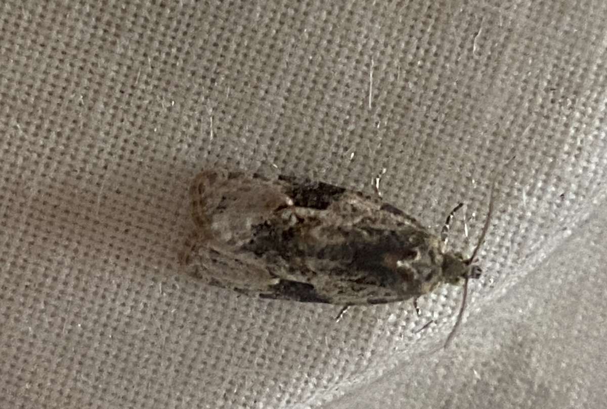 Willow Marble (Apotomis lineana) photographed in Kent by Bob Dean 