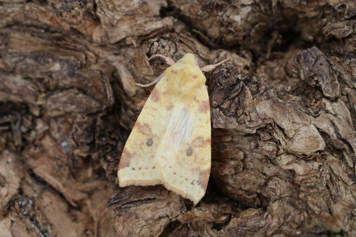 The Sallow (Cirrhia icteritia) photographed at Aylesham  by Dave Shenton 