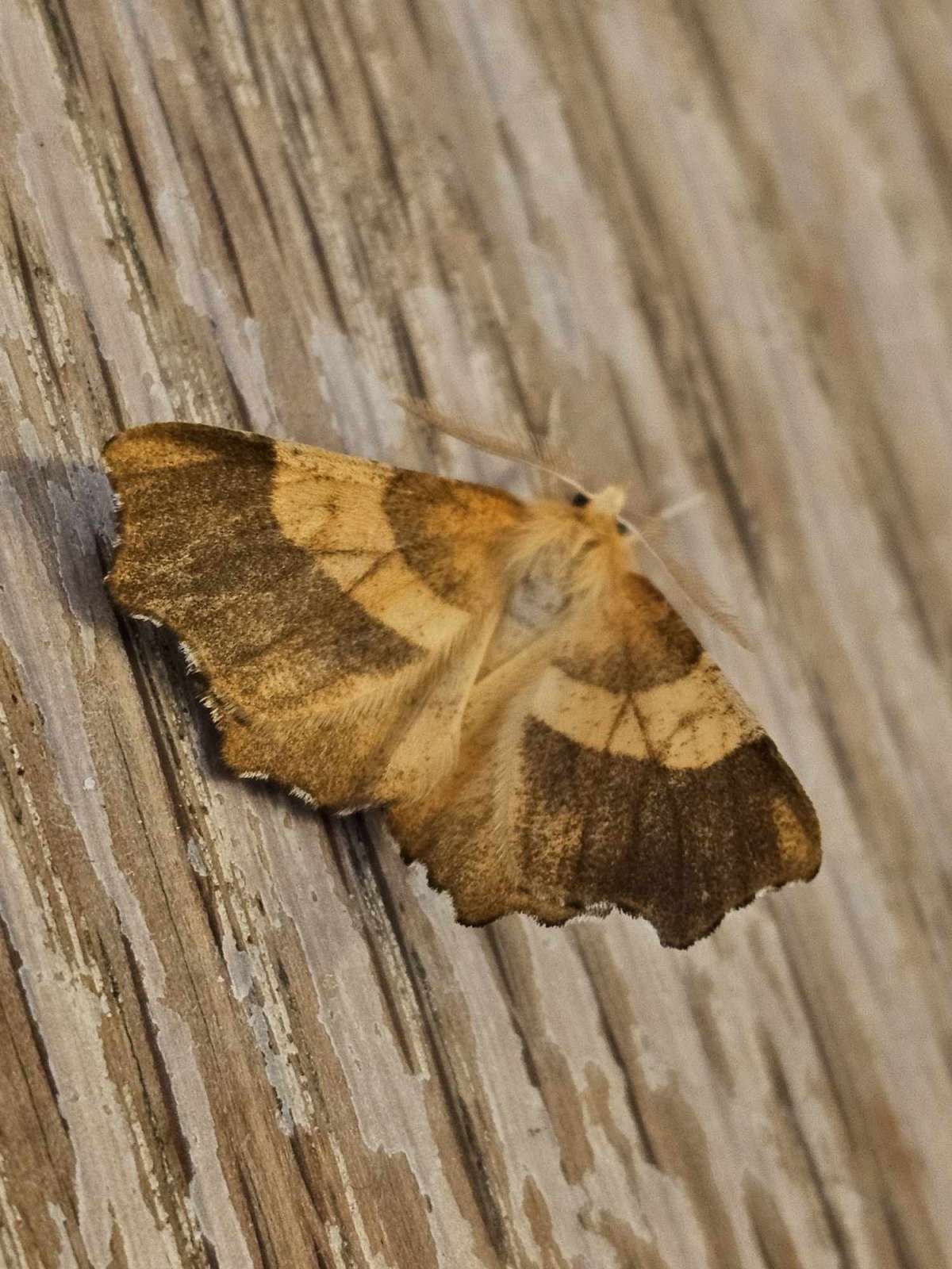 August Thorn (Ennomos quercinaria) photographed at Ashford  by Leonard Cooper
