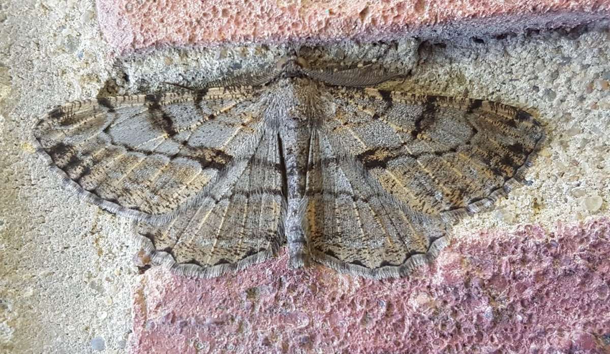 Willow Beauty (Peribatodes rhomboidaria) photographed in Kent by Leonard Cooper