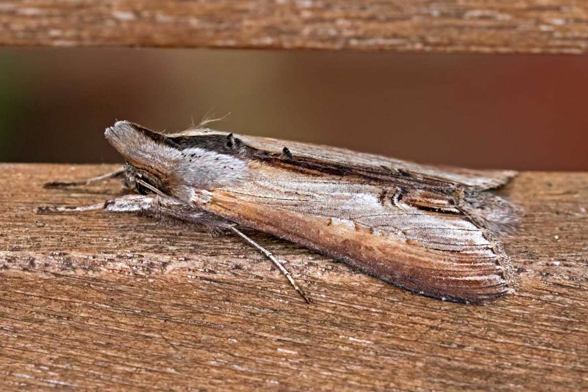 Star-wort (Cucullia asteris) photographed at Boughton-under-Blean by Peter Maton