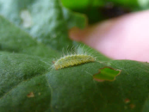 Plain Plume (Hellinsia tephradactyla) photographed at Blean Woods by Rebecca Levey
