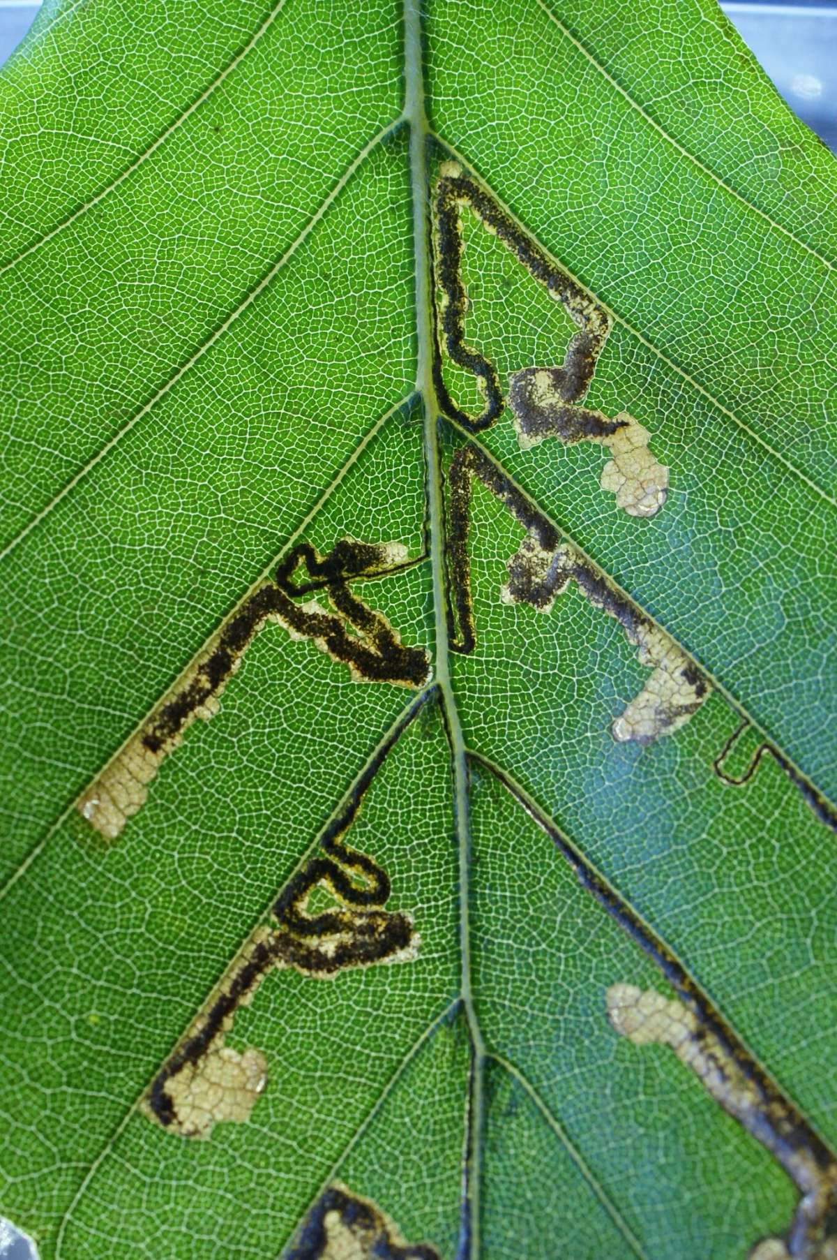 Small Beech Pigmy (Stigmella tityrella) photographed in Kent by Dave Shenton 