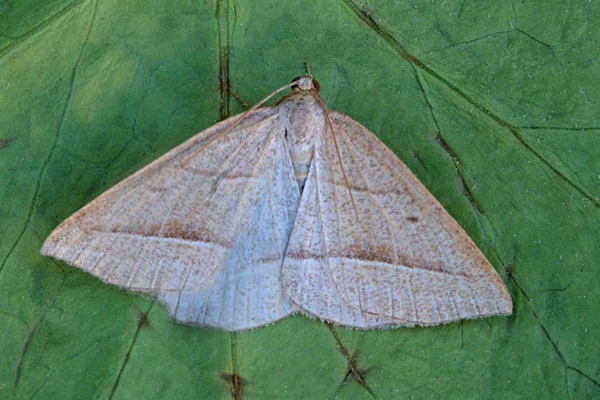 Brown Silver-line (Petrophora chlorosata) photographed at Boughton-under-Blean by Peter Maton 