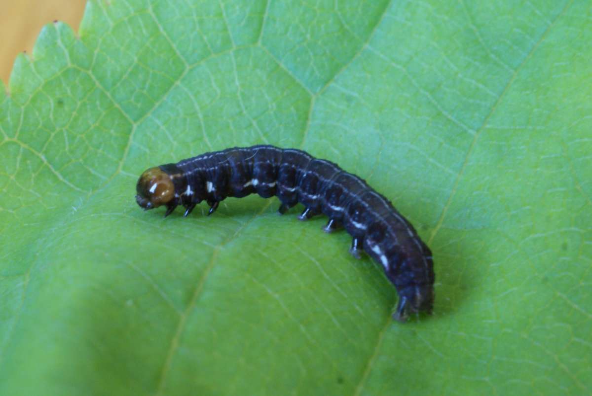 The Satellite (Eupsilia transversa) photographed at Northbourne  by Dave Shenton 