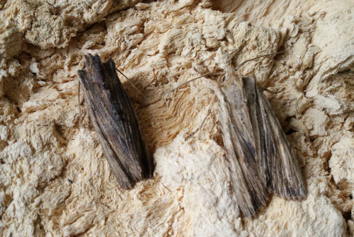 Tawny Pinion (Lithophane semibrunnea) photographed in Kent by Dave Shenton 