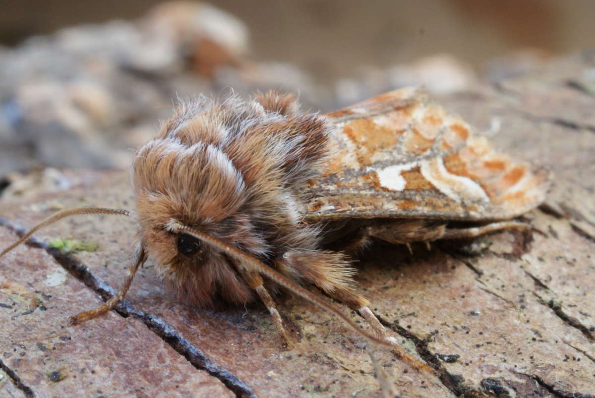 Pine Beauty (Panolis flammea) photographed at Aylesham  by Dave Shenton 