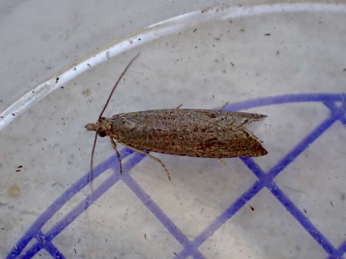 Rush Marble (Bactra lancealana) photographed at Maidstone  by Allan Beeney