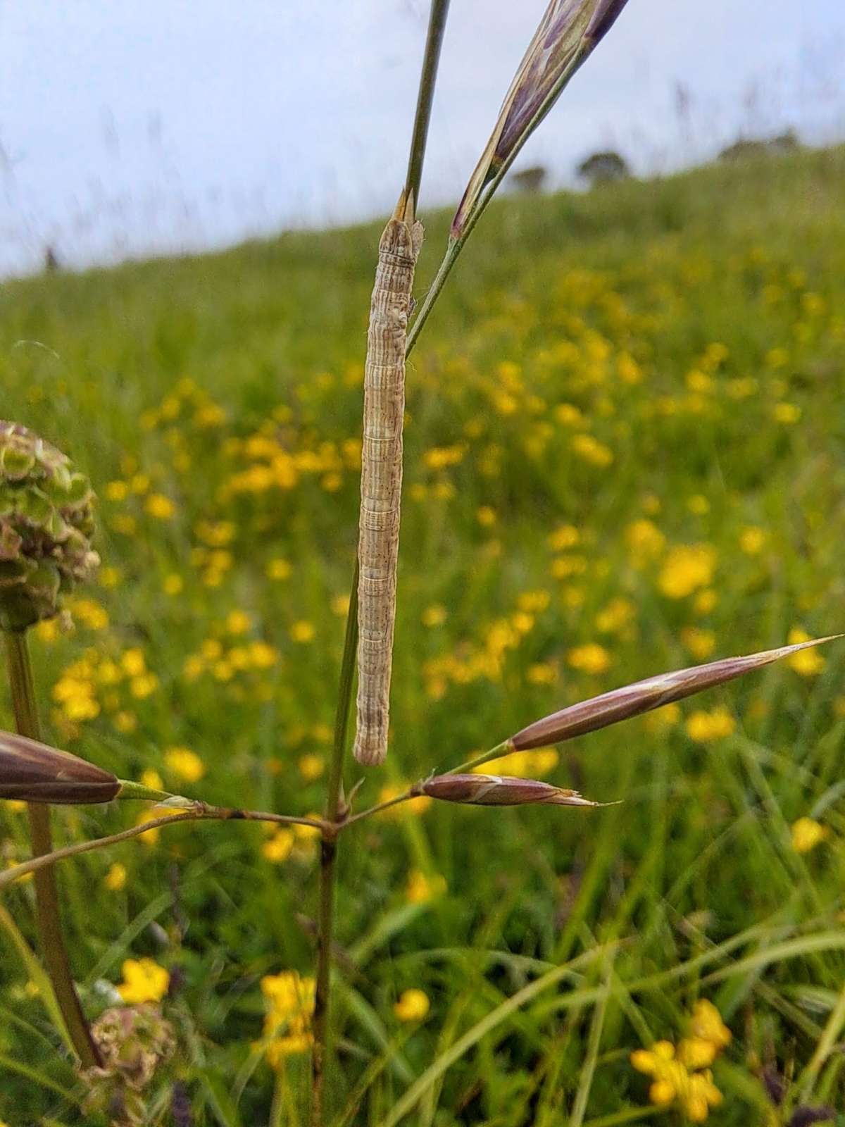 Straw Belle (Aspitates gilvaria) photographed in Kent by Harry West