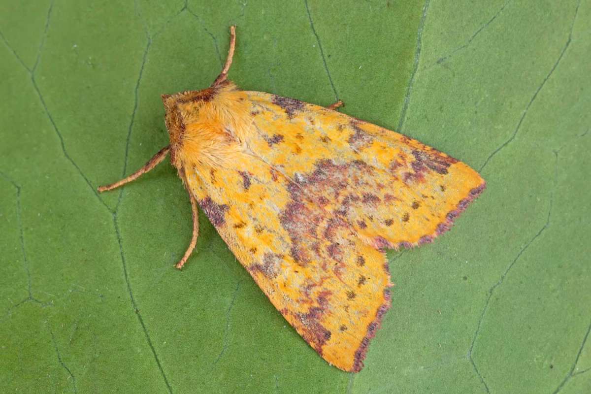 Pink-barred Sallow (Xanthia togata) photographed in Kent by Peter Maton 