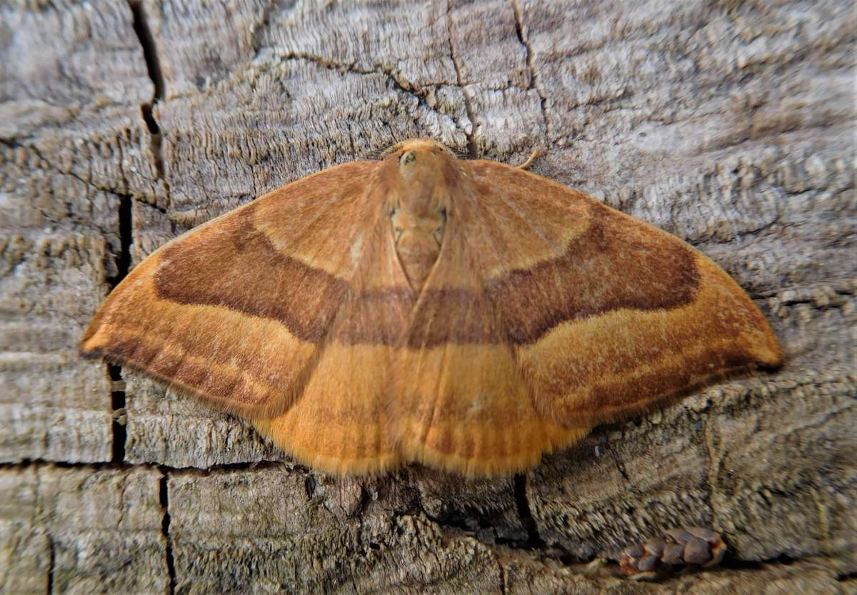 Barred Hook-tip (Watsonalla cultraria) photographed in Kent by John Dale