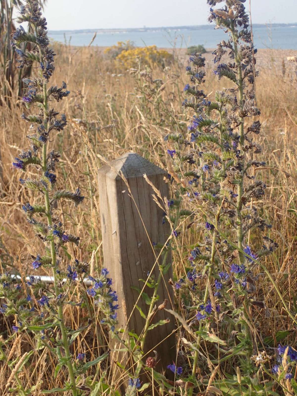 Bugloss Case-bearer (Coleophora pennella) photographed at Sandwich Bay by Dave Shenton 