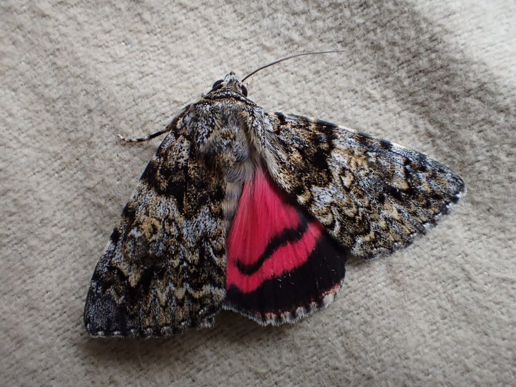 Light Crimson Underwing (Catocala promissa) photographed at SBBO by Ian Hunter