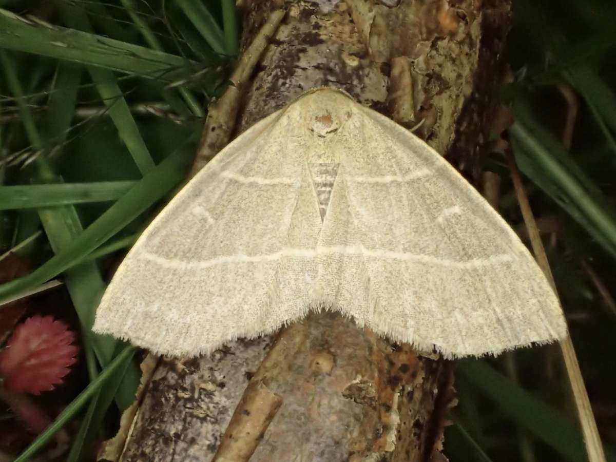 Olive Crescent (Trisateles emortualis) photographed in Kent by Dave Shenton 