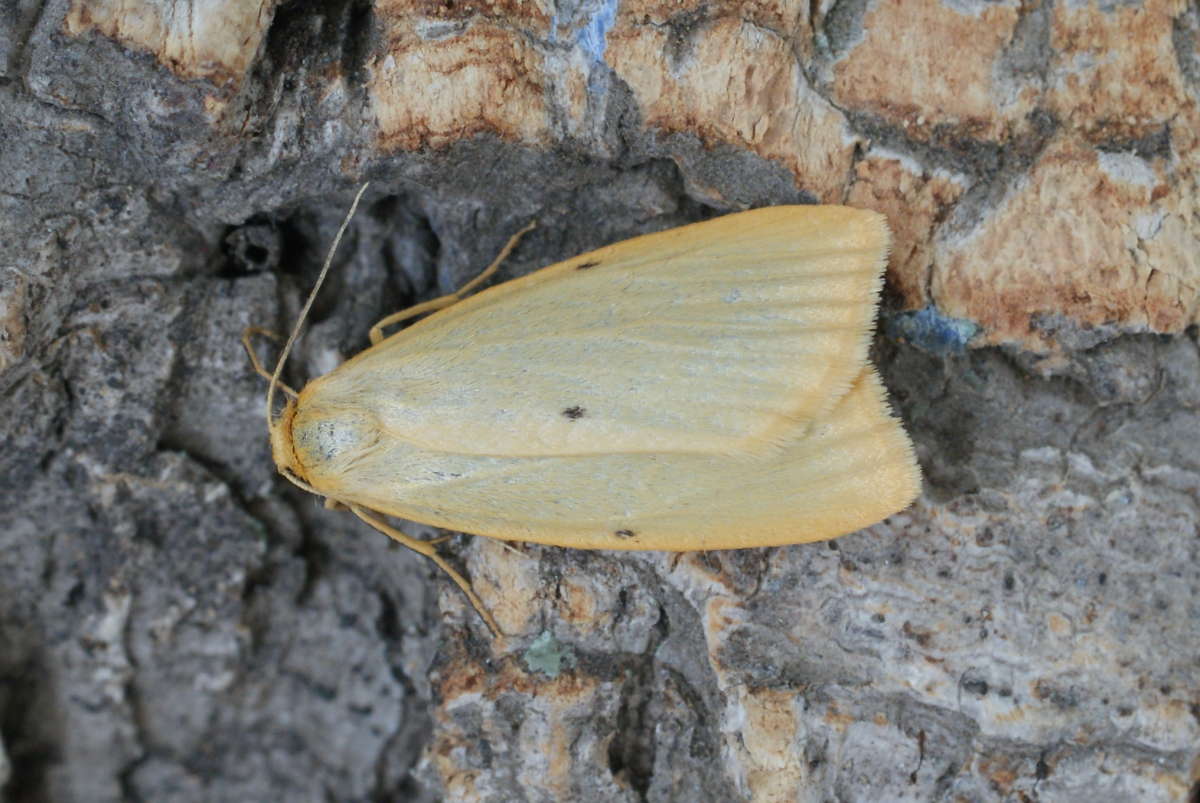 Four-dotted Footman (Cybosia mesomella) photographed in Kent by Dave Shenton 