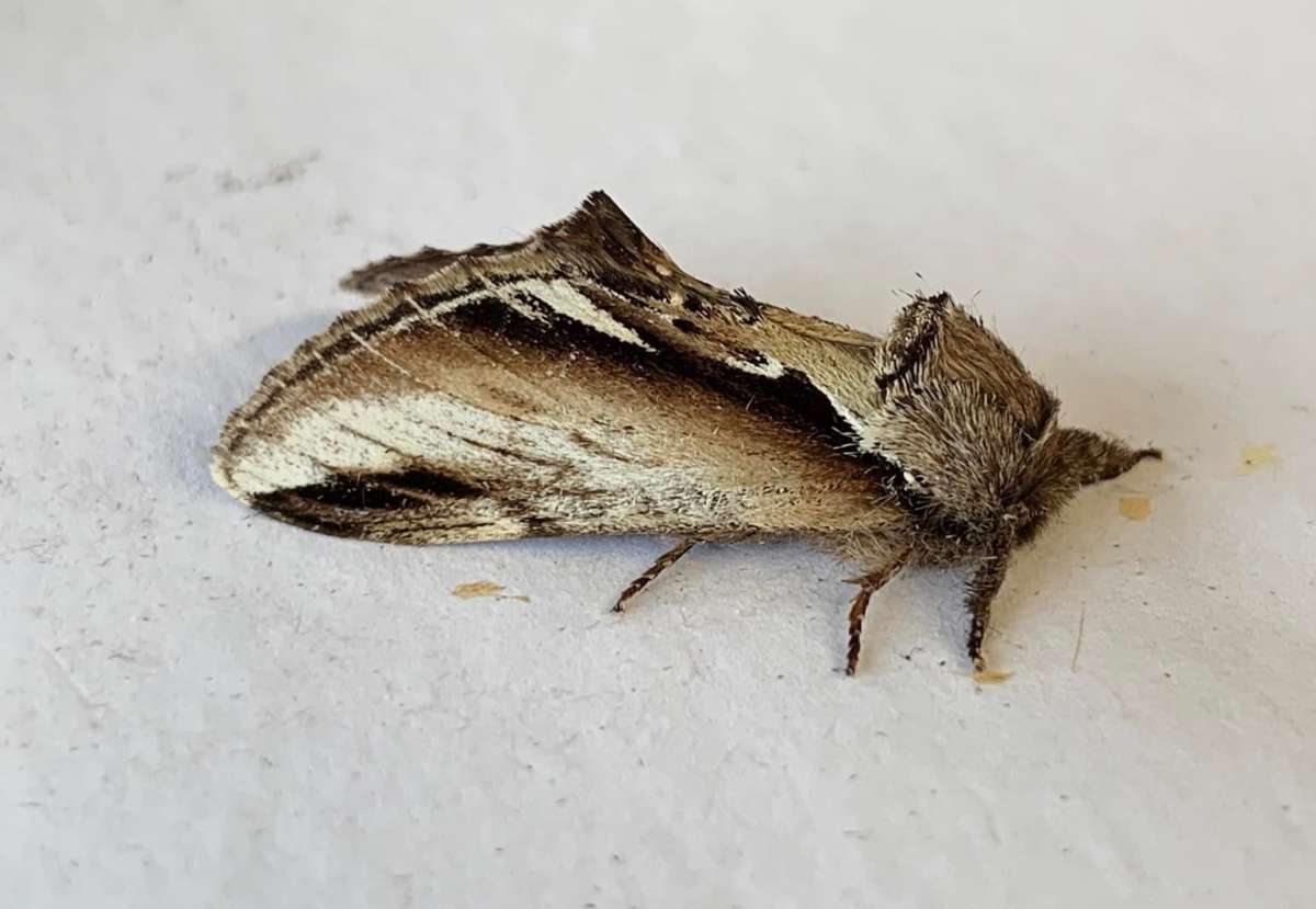 Lesser Swallow Prominent (Pheosia gnoma) photographed in Kent by Alan Roman