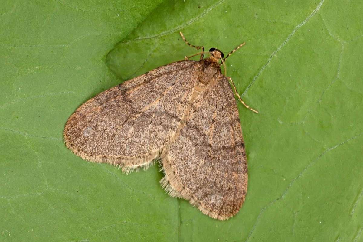 Winter Moth (Operophtera brumata) photographed in Kent by Peter Maton 