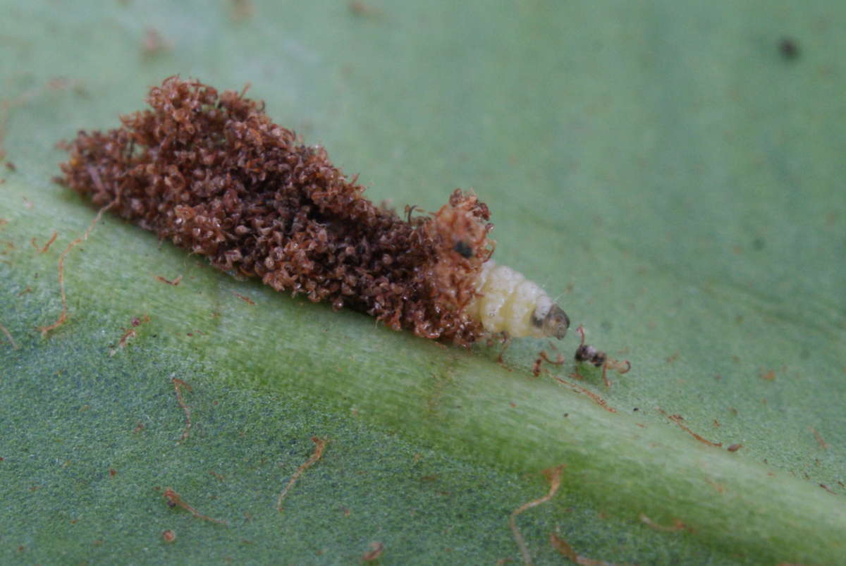 Hart's-tongue Smut (Psychoides verhuella) photographed in Kent by Dave Shenton