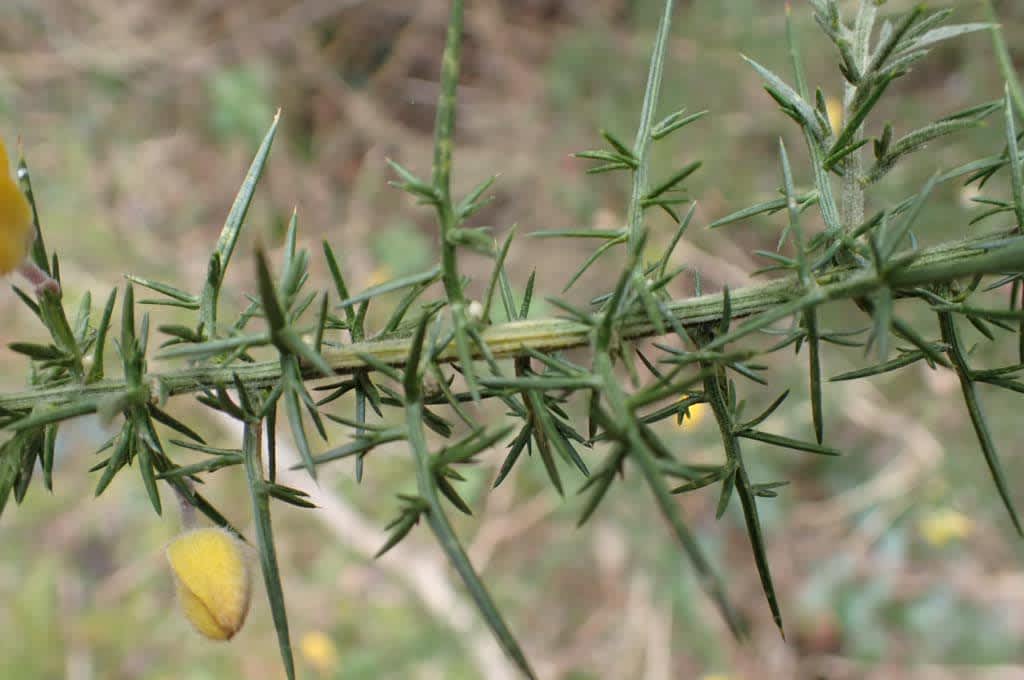 Gorse Midget (Phyllonorycter ulicicolella) photographed in Kent by Oliver Bournat 