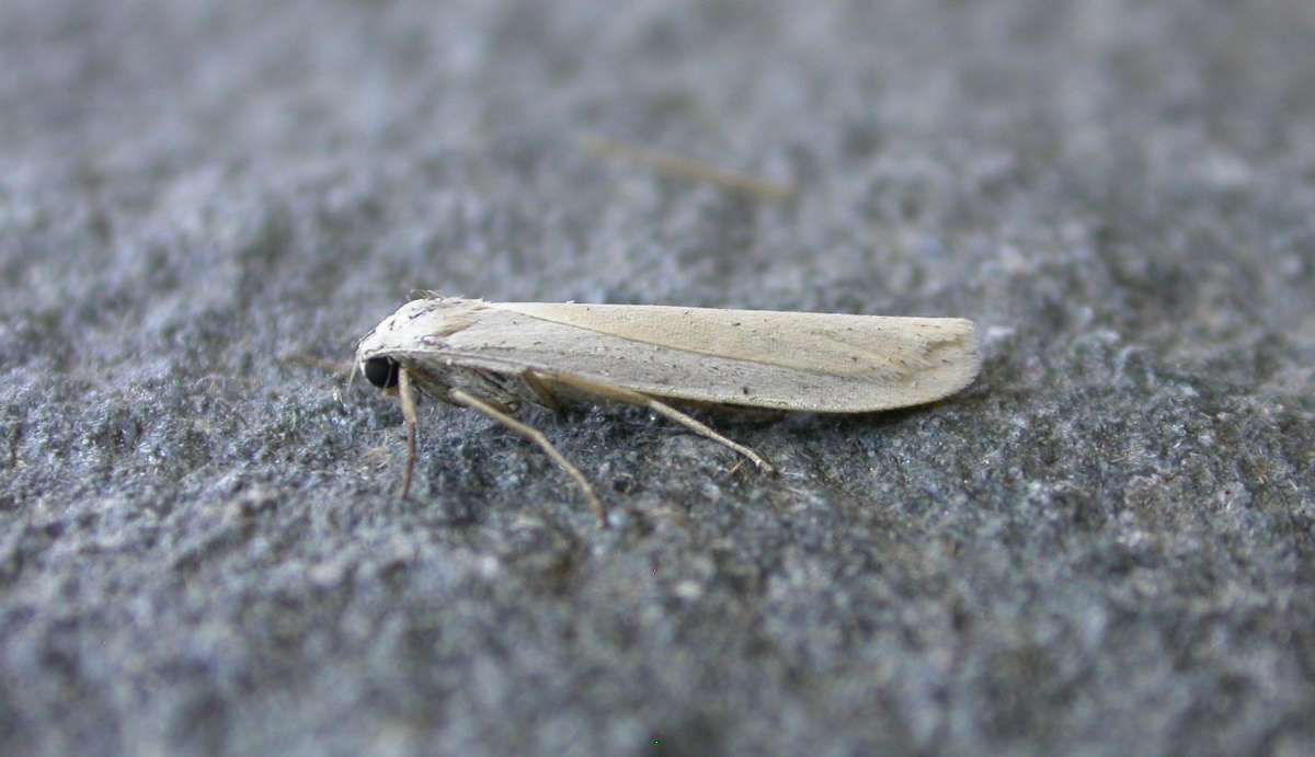 Pigmy Footman (Eilema pygmaeola) photographed in Kent by Ross Newham 