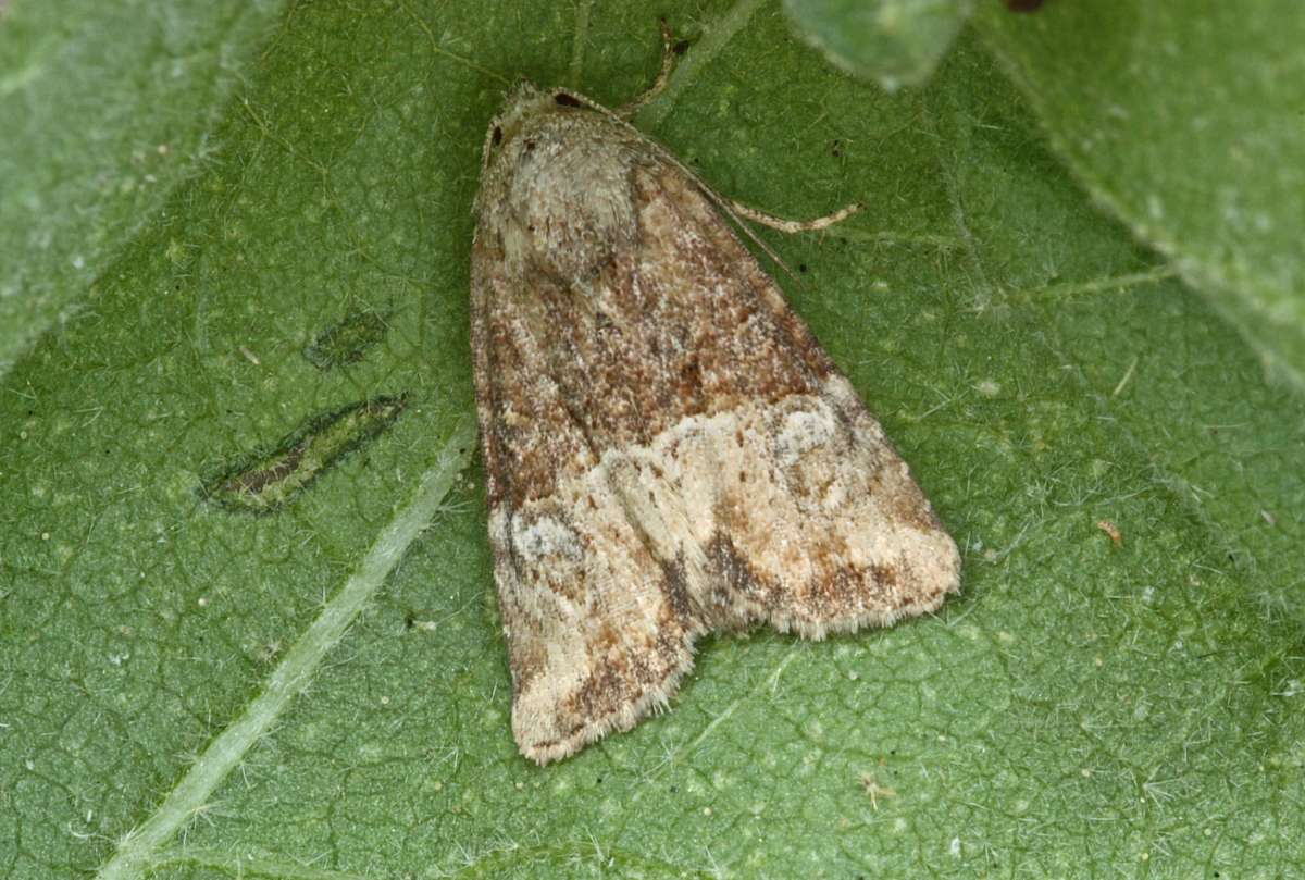 Cloaked Minor (Mesoligia furuncula) photographed in Kent by Peter Maton