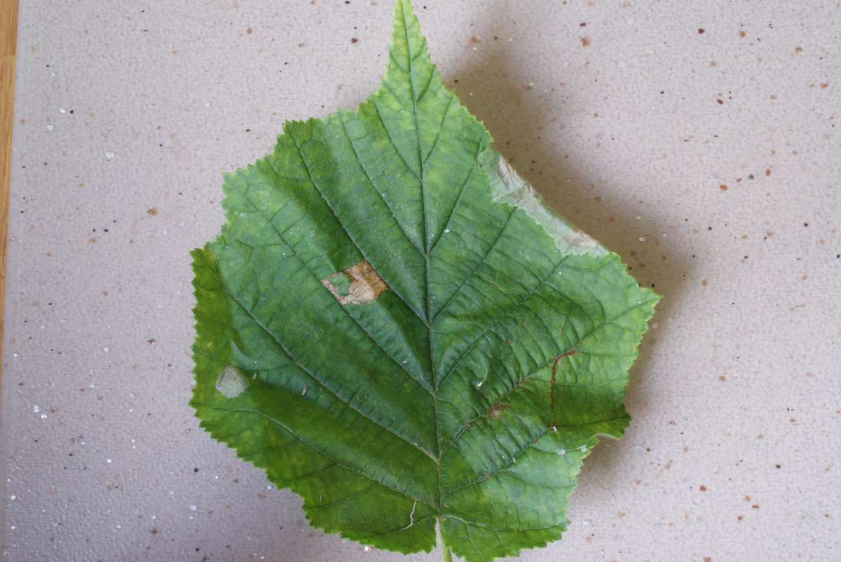 Hazel Slender (Parornix devoniella) photographed in Kent by Dave Shenton