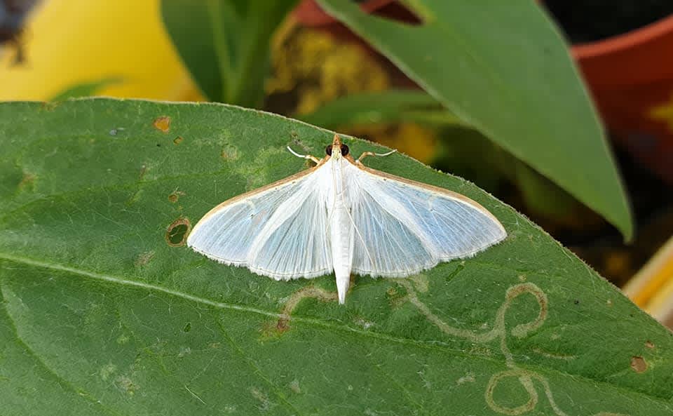 Olive-tree Pearl (Palpita vitrealis) photographed in Kent by Andrew Lawson