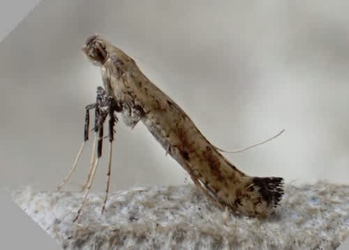 Clouded Slender (Caloptilia populetorum) photographed in Kent by Andrew Stanger 