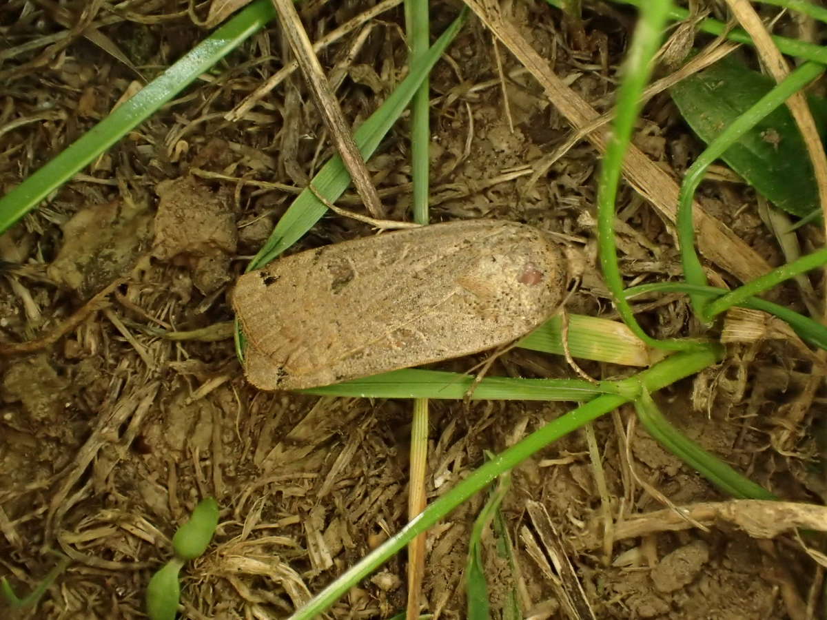 Lunar Yellow Underwing (Noctua orbona) photographed at Lawford, Essex by Dave Shenton