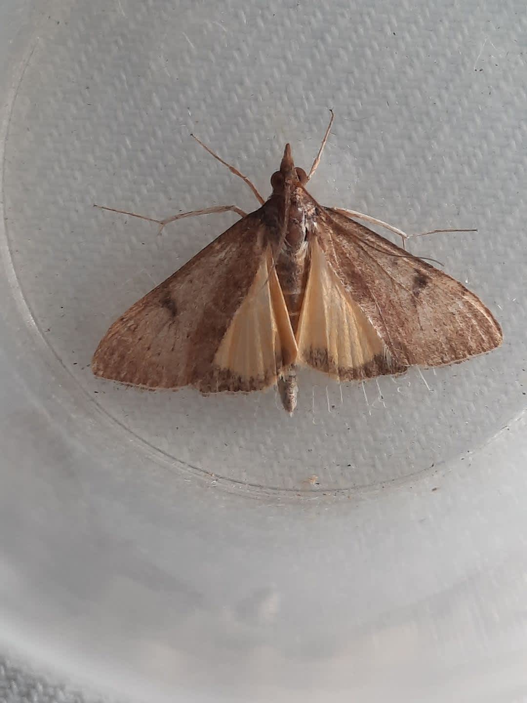 Yellow-underwing Pearl (Uresiphita gilvata) photographed in Kent by Tony Morris