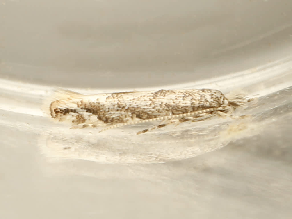 Winter Poplar Midget (Phyllonorycter comparella) photographed in Kent by David Beadle 