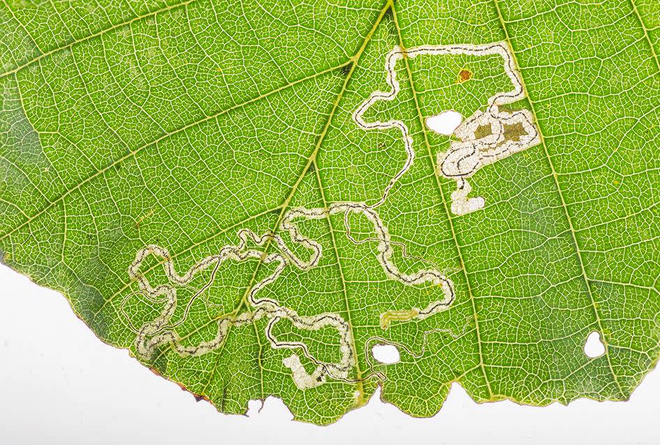 White-barred Alder Pigmy (Stigmella glutinosae) photographed at Sandwich Bay by Darren Taylor