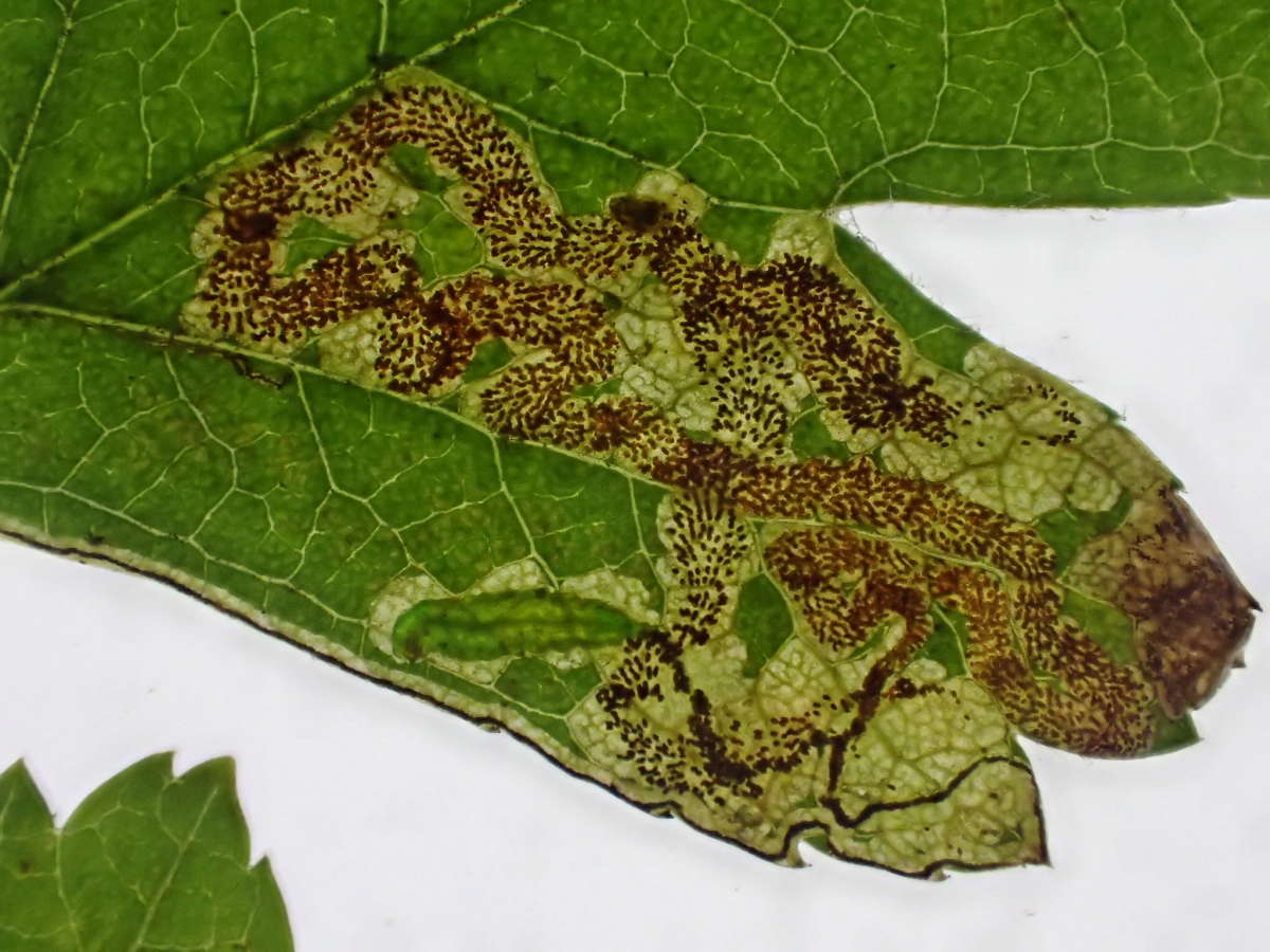 Common Fruit-tree Pigmy (Stigmella oxyacanthella) photographed in Kent by Dave Shenton