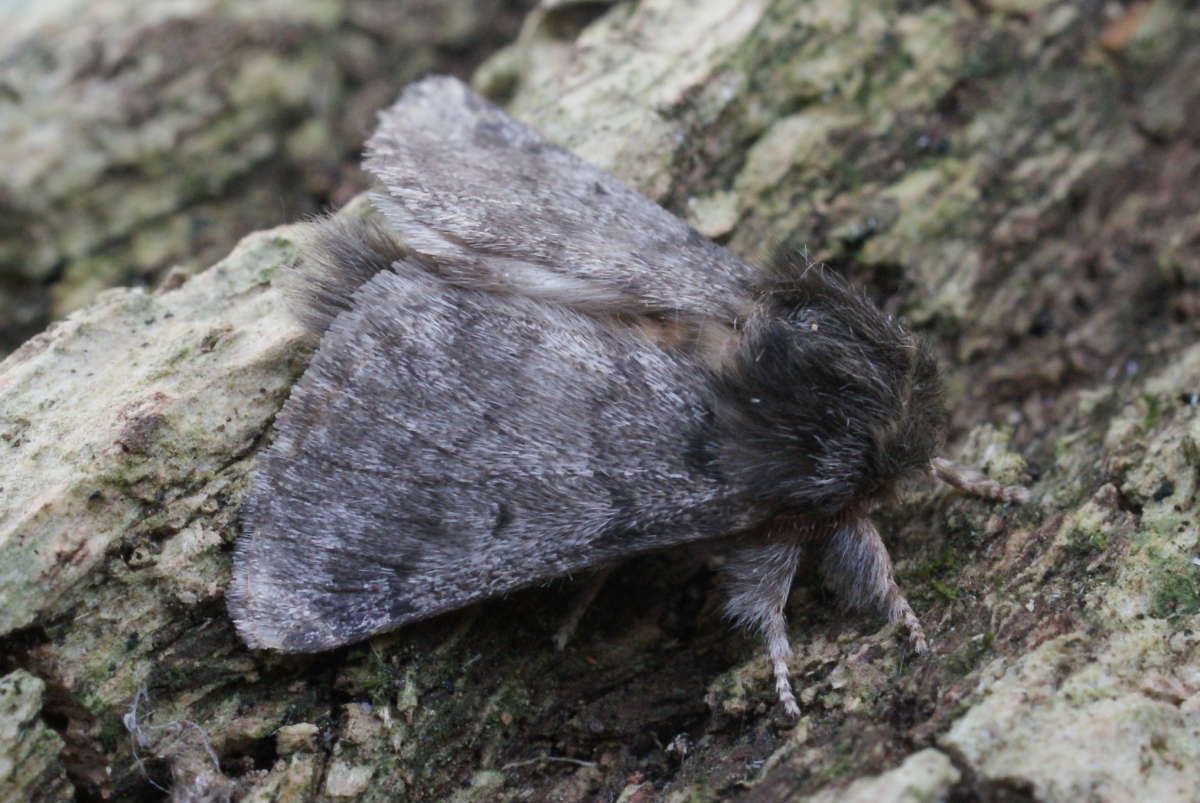 Oak Processionary (Thaumetopoea processionea) photographed in Kent by Dave Shenton 