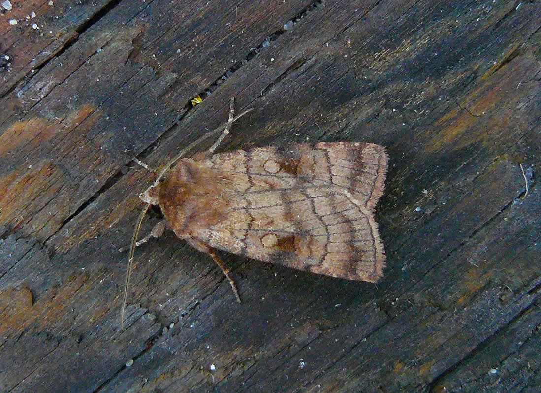 Six-striped Rustic (Xestia sexstrigata) photographed in Kent by Fred Butcher