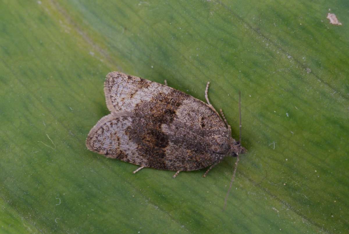 Dark-barred Tortrix (Syndemis musculana) photographed at Aylesham  by Dave Shenton 