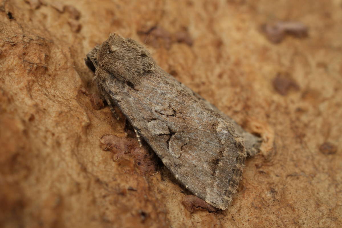 Dingy Shears (Apterogenum ypsillon) photographed at Aylesham  by Dave Shenton 