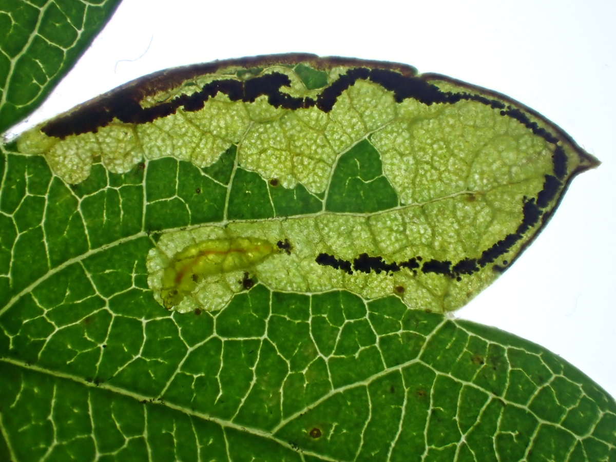 Purple-shot Pigmy (Stigmella regiella) photographed in Kent by Dave Shenton