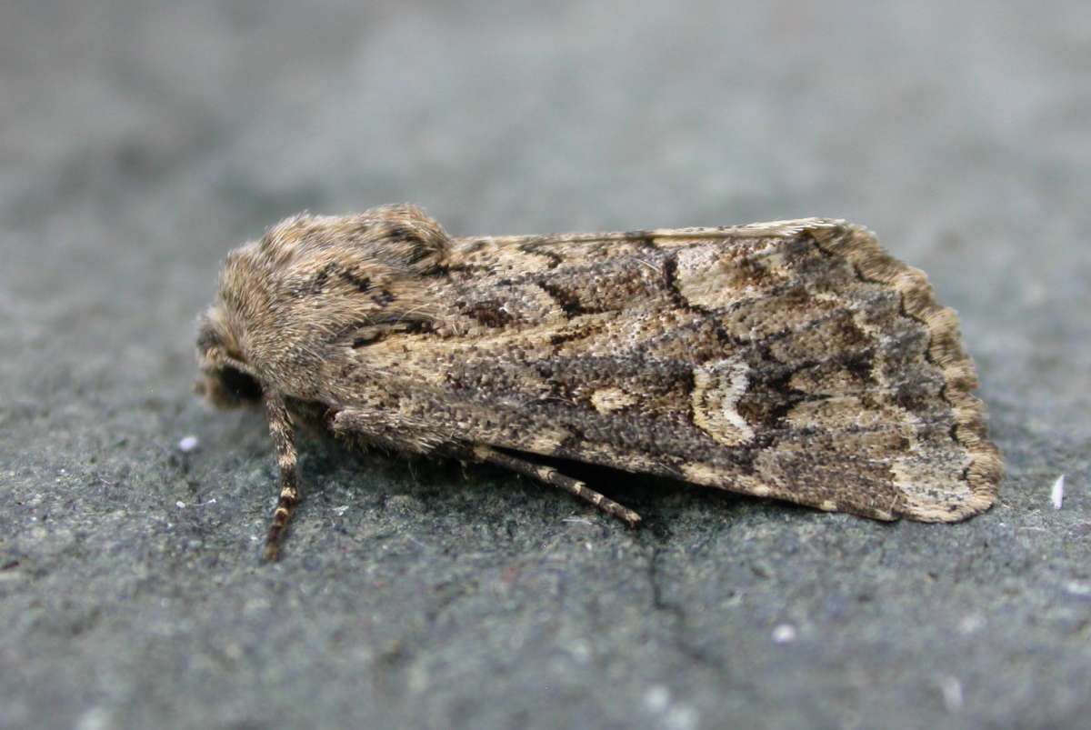 Sandhill Rustic (Luperina nickerlii) photographed in Kent by Ross Newham 