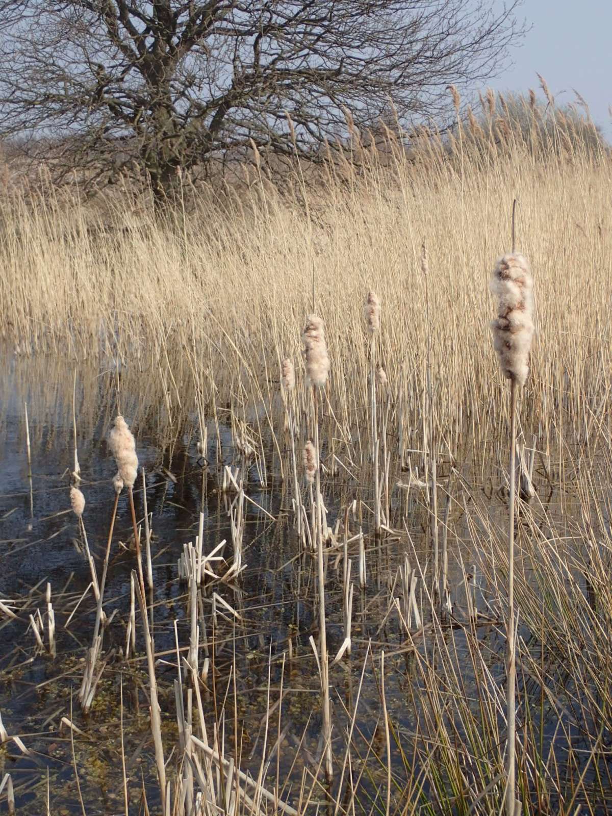 Bulrush Cosmet (Limnaecia phragmitella) photographed in Kent by Dave Shenton