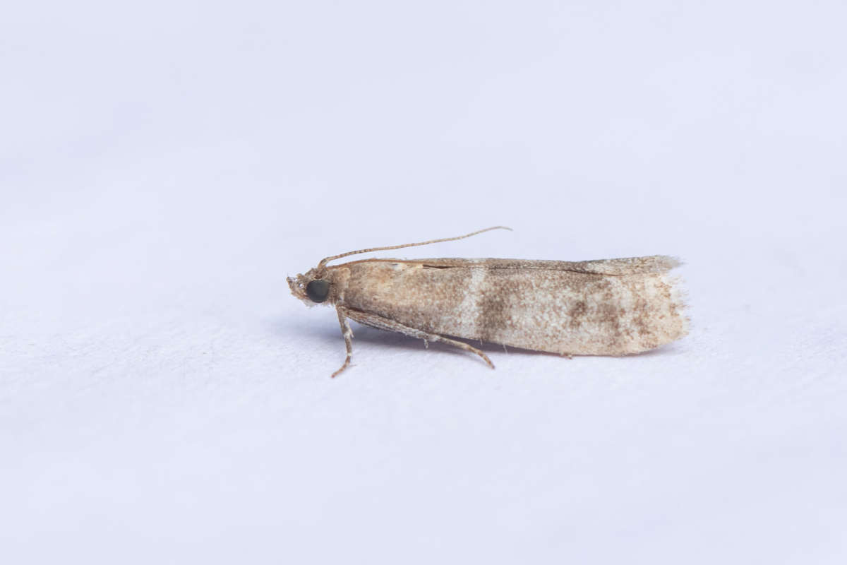 Pine-blossom Knot-horn (Vitula biviella) photographed in Kent by Alex Perry 