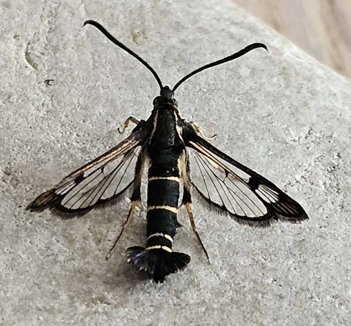 Currant Clearwing (Synanthedon tipuliformis) photographed at Ashford  by Leonard Cooper