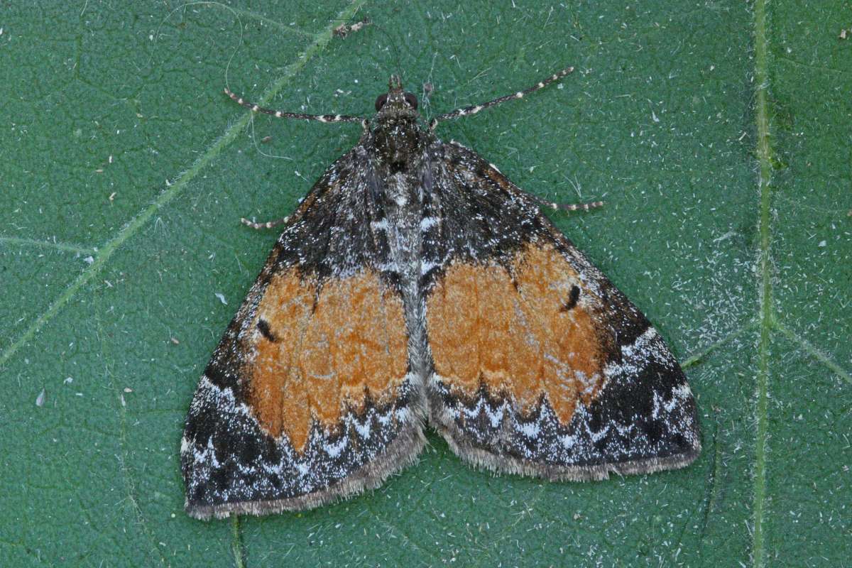 Common Marbled Carpet (Dysstroma truncata) photographed in Kent by Peter Maton 