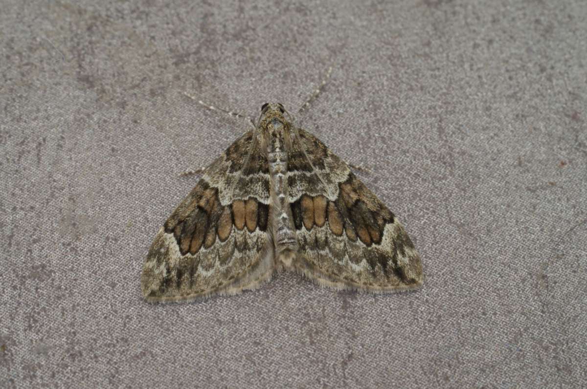 Spruce Carpet (Thera britannica) photographed at Aylesham  by Dave Shenton 